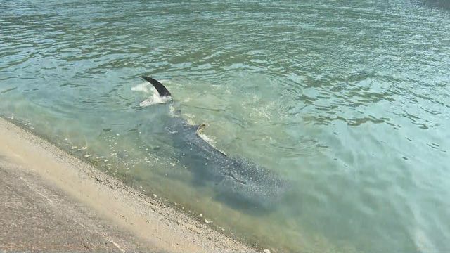 岩松川で見つかったジンベエザメ