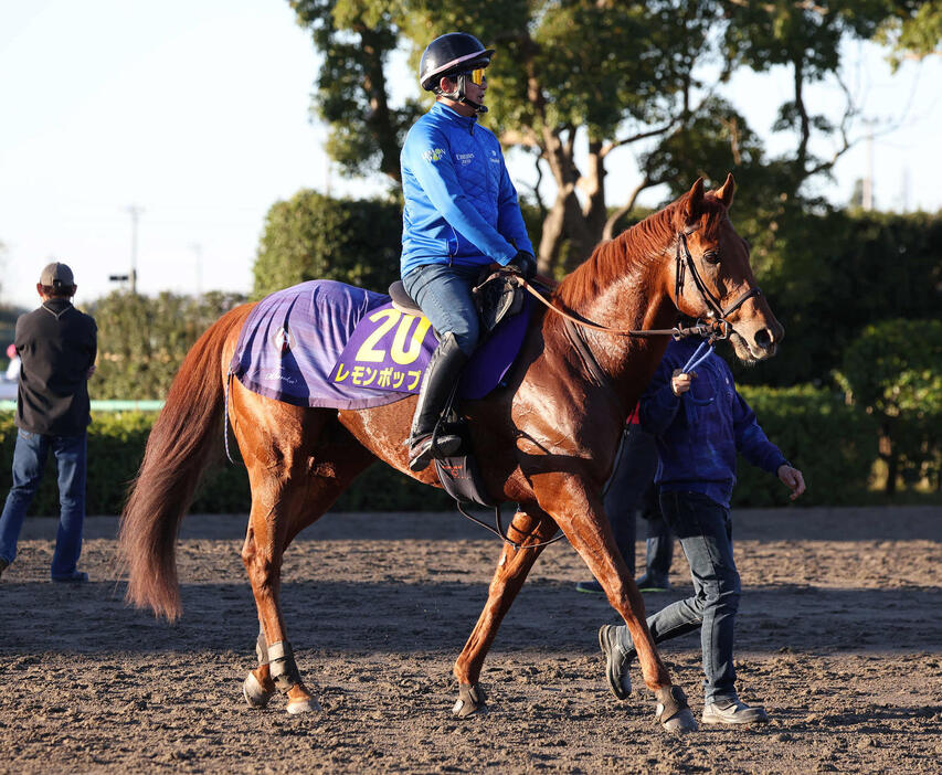 最終追い切りを終えて馬場を出るレモンポップ（撮影・丹羽敏通）