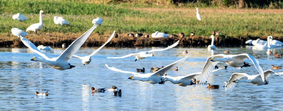 餌場に向かうコハクチョウの群れ＝１４日、鳥取県米子市彦名新田の米子水鳥公園