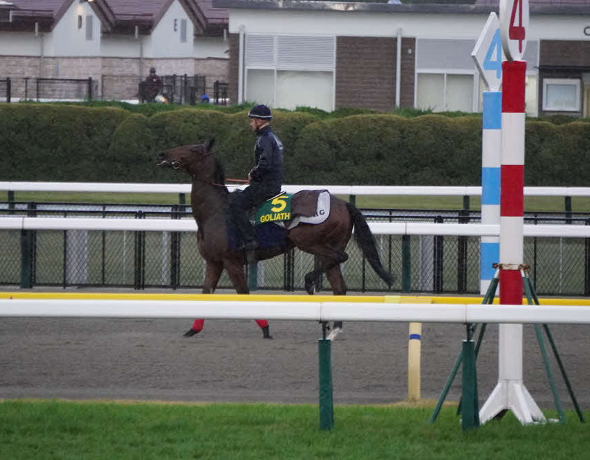 東京競馬場のダートコースで調整したゴリアット。左後肢を高く上げる鶏跛を見せる