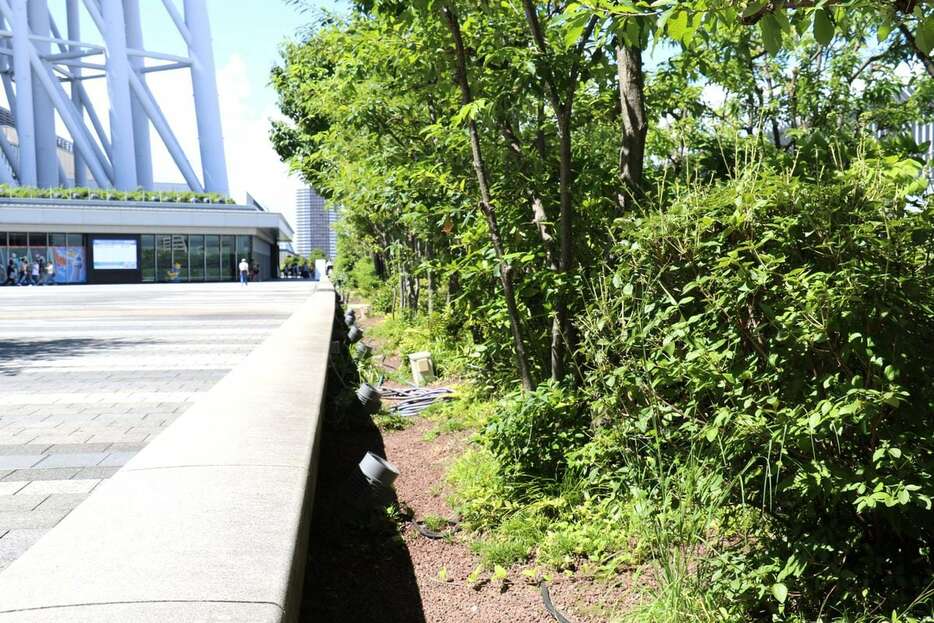 スカイツリータウン敷地内にある植栽。雨水の再利用水で育っている＝9月、墨田区（山本玲撮影）