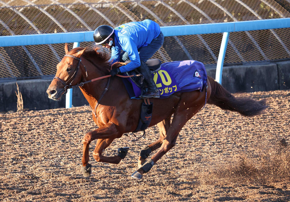 レモンポップはラストランに向けて美浦ウッドを単走で追い切られた（撮影・丹羽敏通）