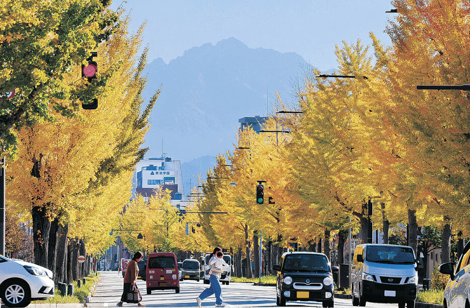 立山連峰を背景に陽光に輝くイチョウ並木＝富山市の平和通り