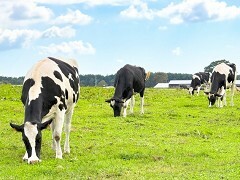 酪農業の倒産・休廃3年連続増加　飼料高騰などの影響で