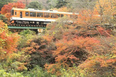 「もみじのトンネル」を抜け出た「きらら」。紅葉をイメージした写真のメープルオレンジと、新緑の青もみじをイメージしたメープルグリーンの2編成が走っている