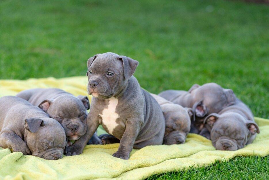 ピットブルの赤ちゃん Photo：Sushitsky Sergey/Shutterstock※写真はイメージです