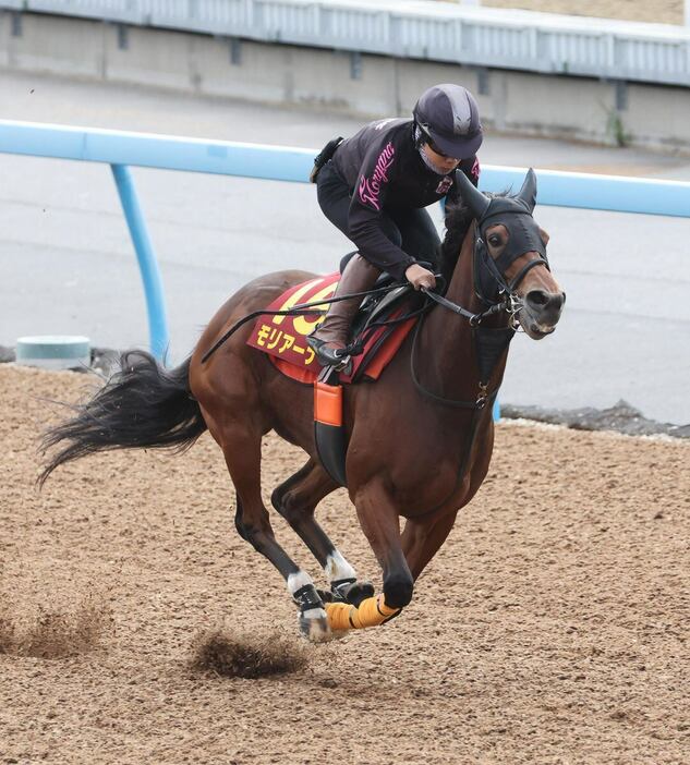 上積み十分のモリアーナ＝美浦トレセン（撮影・塩浦孝明）