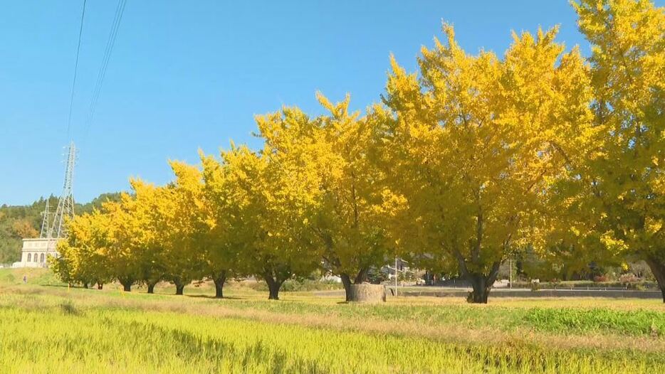 イチョウ並木（長野県中川村）