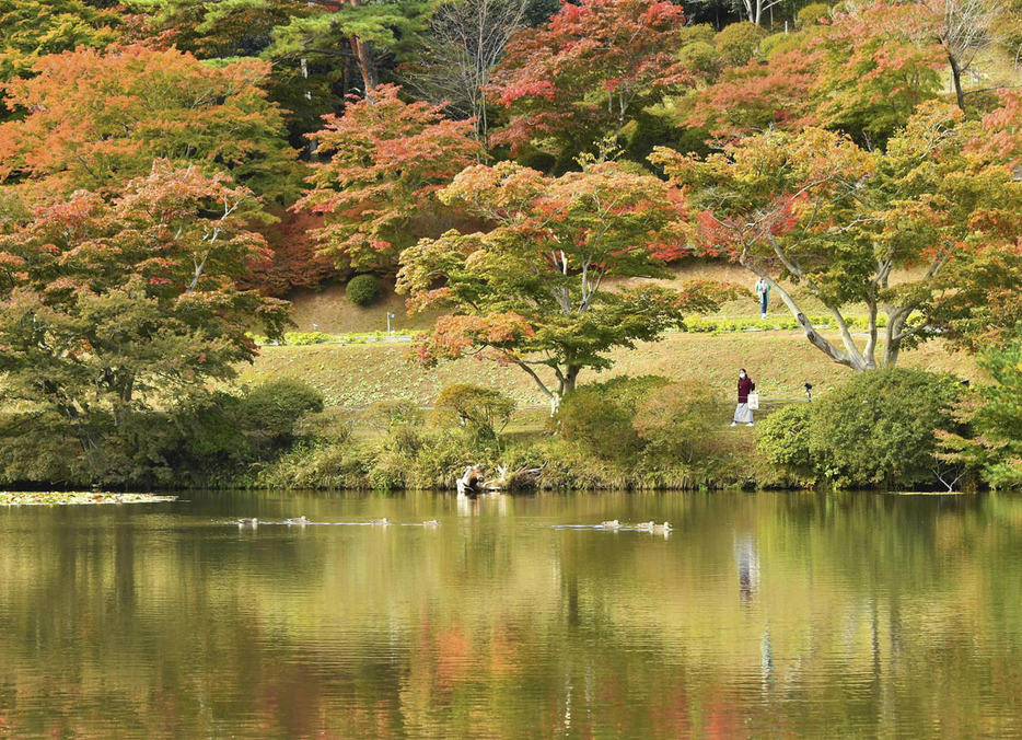 カエデなどが鮮やかに色づき始めた蛇の鼻の紅葉