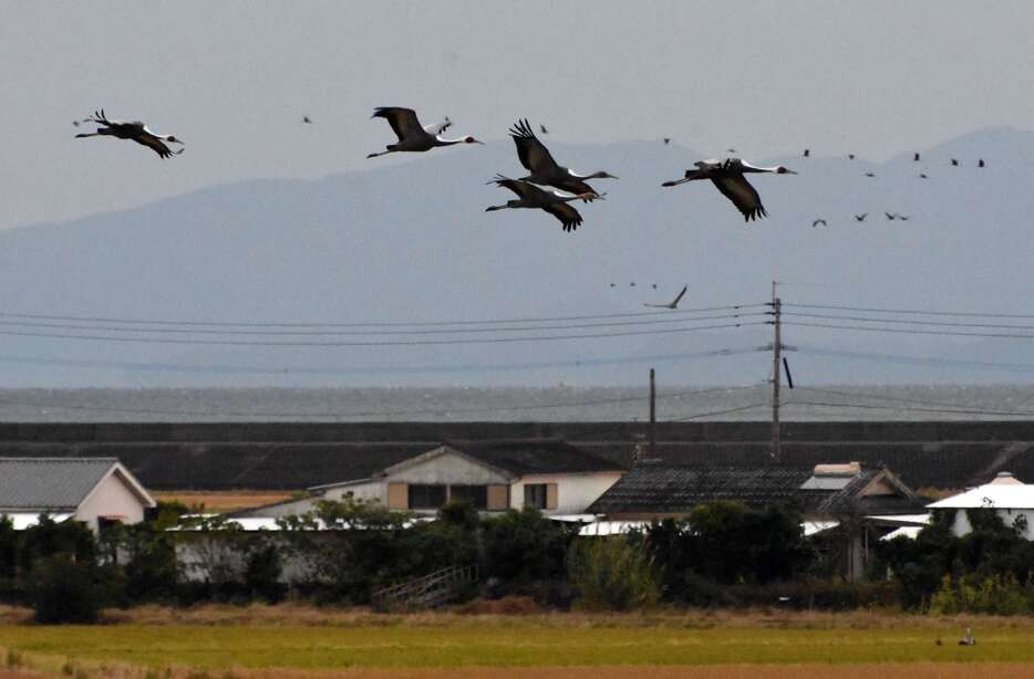 荒崎休遊地一帯を飛ぶツル＝３０日午前７時２５分、出水市荘