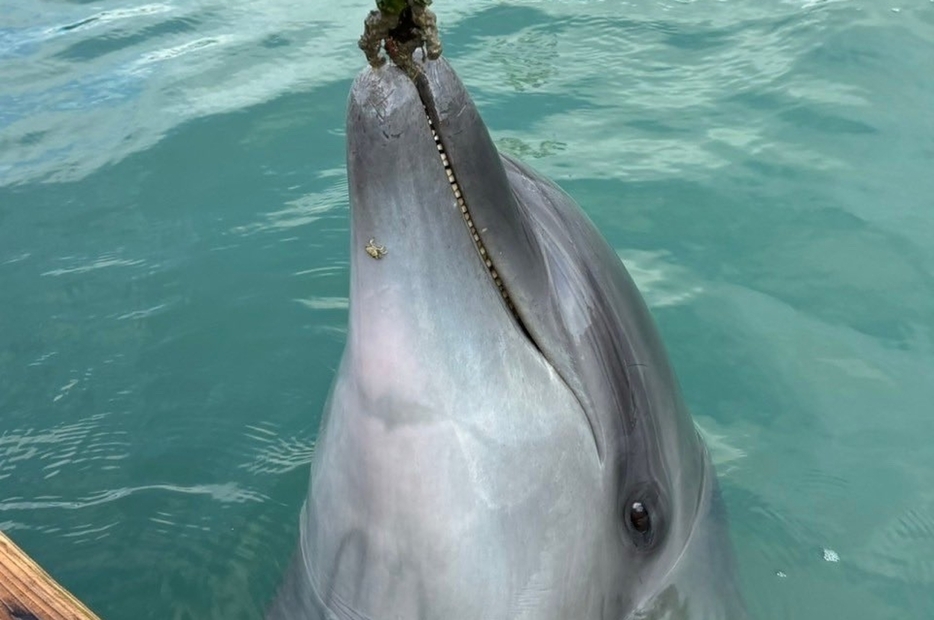 海中水族館シードーナツより提供写真