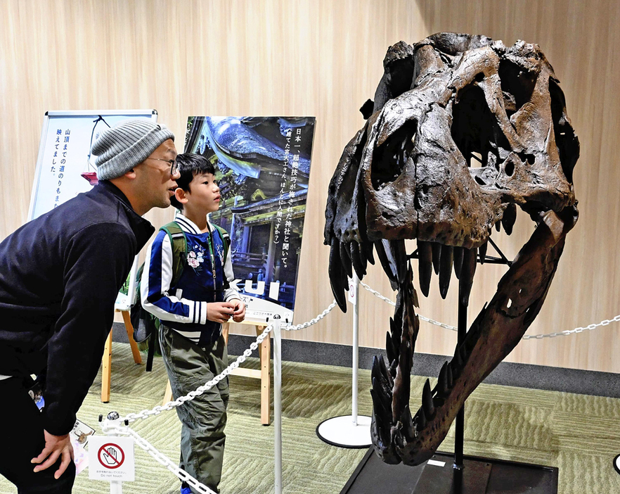 恐竜頭骨の大きさに驚く来場者