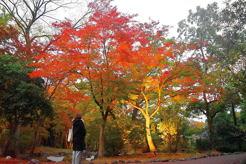 試験点灯が行われた紅葉のライトアップ＝寄居町寄居の雀宮公園