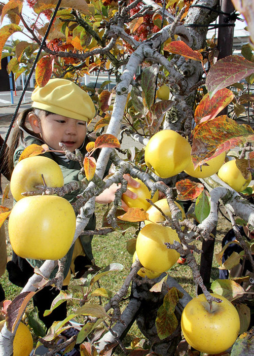 リンゴを収穫する花巻ささま幼稚園の園児