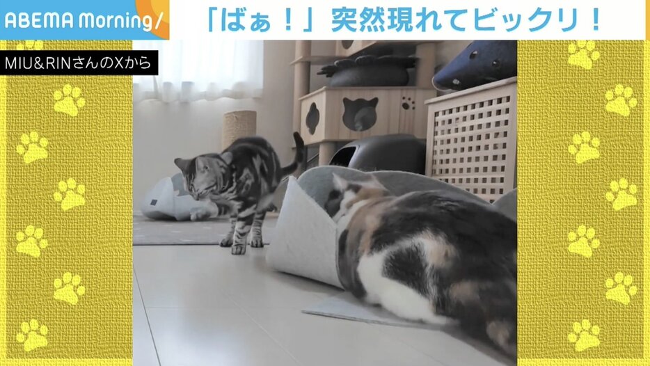 猫の「りん」くんと「みゅー」ちゃん