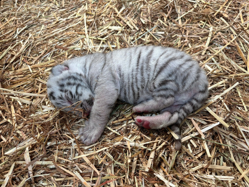 誕生したホワイトタイガーの赤ちゃん（2024年11月8日撮影）＝東武動物公園提供