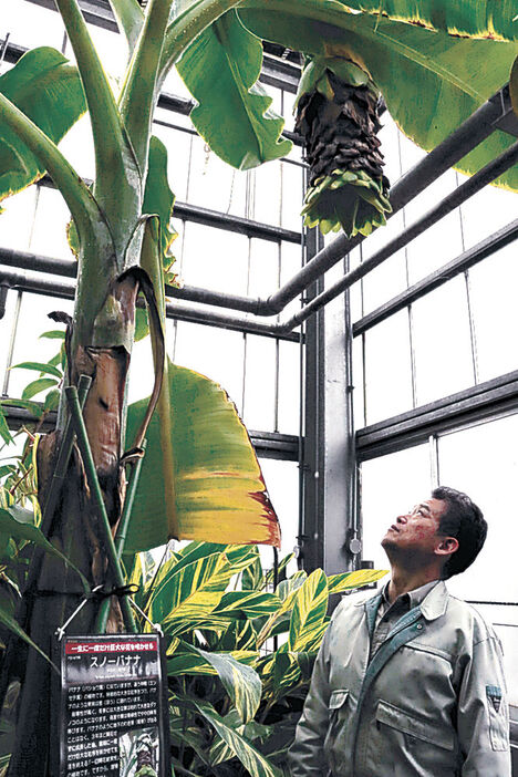 花を咲かせたスノーバナナ＝県中央植物園