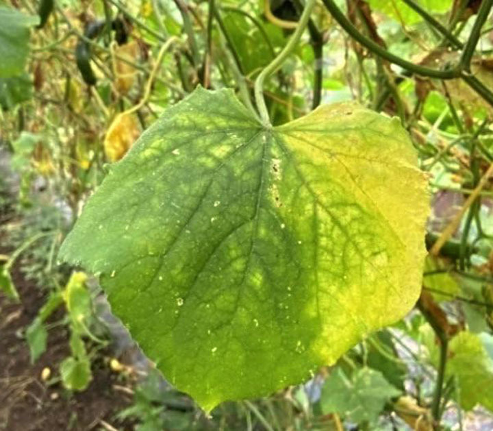 葉の一部で確認された黄化症状（県病害虫防除所提供）