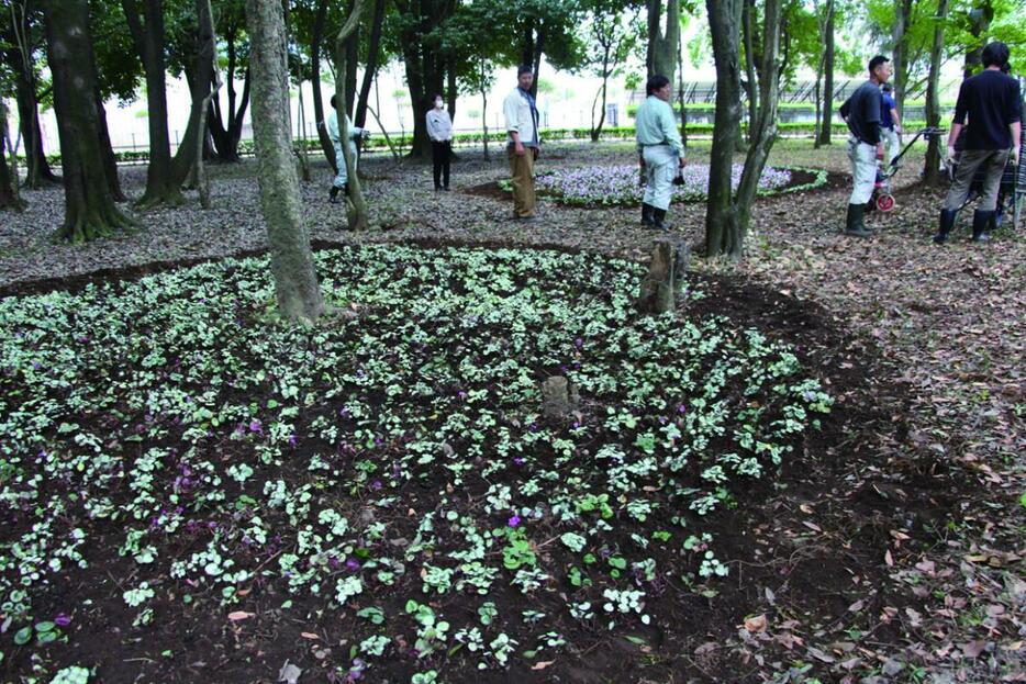 毎年、植栽エリアが広がっている原種シクラメン（写真提供＝JAにしたま）