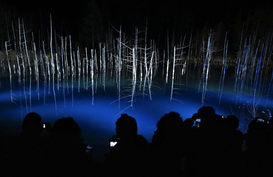 ライトアップされた北海道美瑛町の観光名所「青い池」。枯れたカラマツが映る水面が照明で浮かび上がった＝13日夜