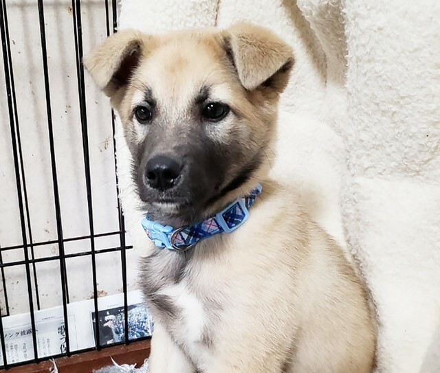 愛知県三河地方の山間部の野犬の子として生まれたメス犬・なつ