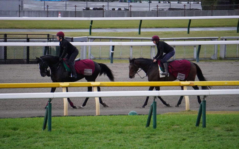 東京競馬場のダートコースで調整したオーギュストロダン（左）と帯同馬ヒプノーシス