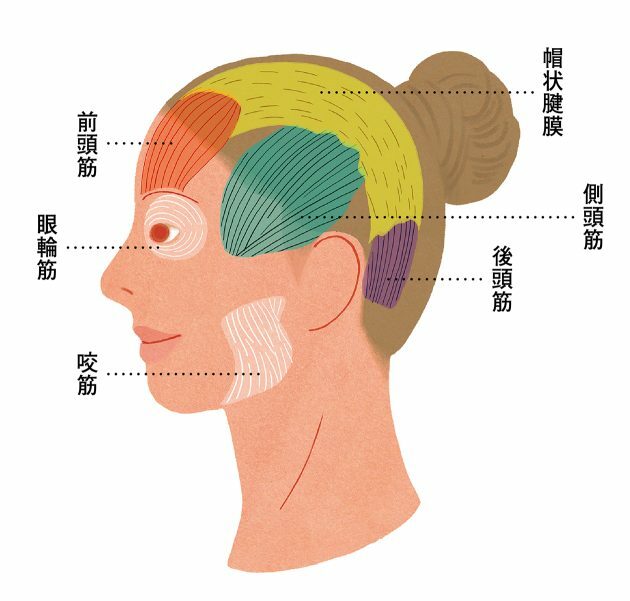 頭の筋肉とセットでほぐせば目元のシワ対策や小顔効果が狙える顔の筋肉、眼輪筋と咬筋の位置も一緒に覚えておこう。⇒頭皮ケア編はこちら