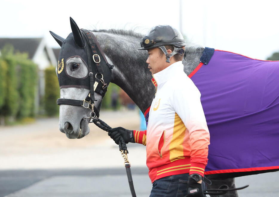 厩舎周りで運動するコスタボニータ（撮影・白石智彦）