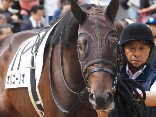 デビュー3連勝を狙うオルゴーリオ(今年5月撮影、ユーザー提供：Youmingさん)