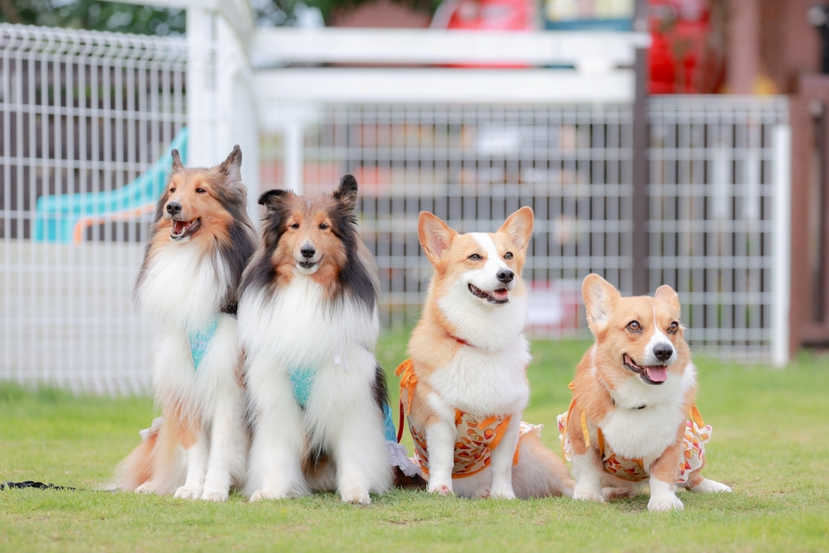 犬に好かれる人、好かれない人の違いは？