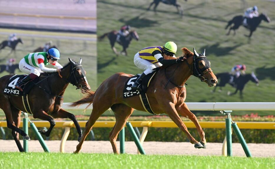 赤松賞を制し2勝目を挙げたマピュース＝17日、東京競馬場（撮影・奈良武）