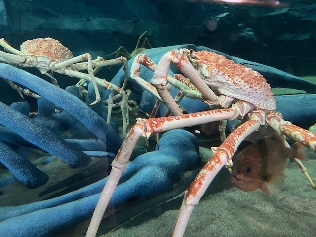 タカアシガニなどの深海生物の展示で有名な竹島水族館で、あるお土産が話題になっています