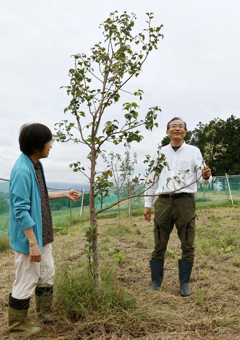 農園で育つイワテヤマナシの若木と片山寛則さん（右）＝10月7日、盛岡市