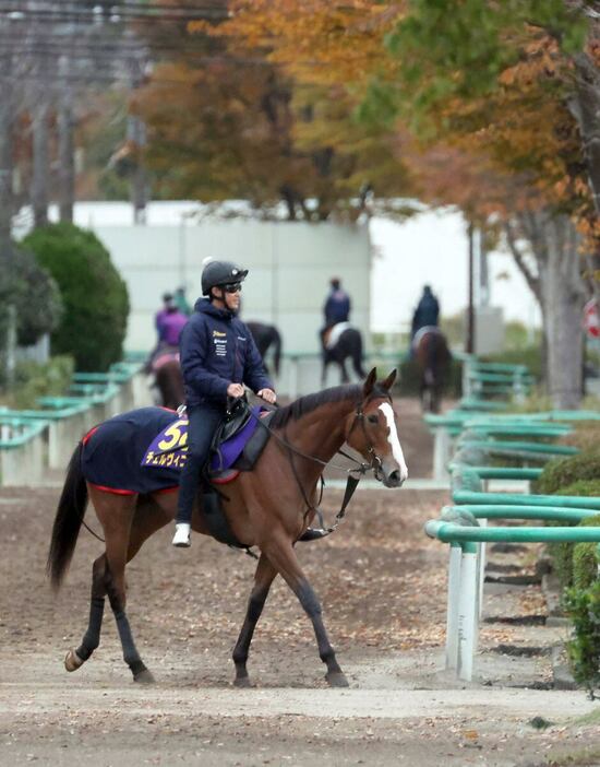 チェルヴィニア＝美浦トレセン（撮影・塩浦孝明）