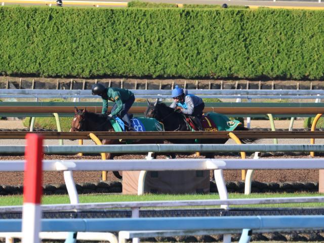 阪神JFに出走予定のアルマヴェローチェ(写真右、撮影：井内利彰)