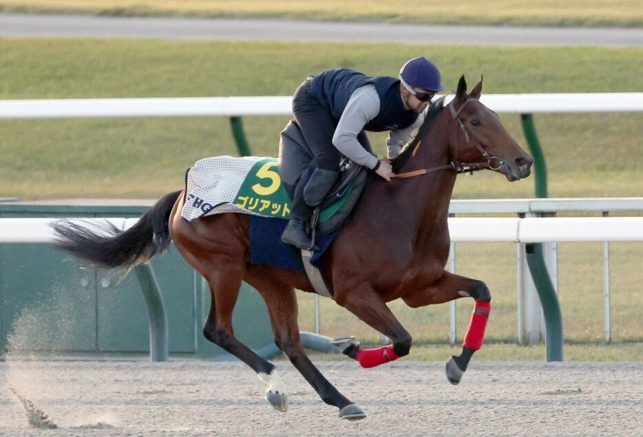 ゴリアットは順調に調整中。連勝の勢いそのままにジャパンC制覇を狙う＝東京競馬場、撮影・塩浦孝明