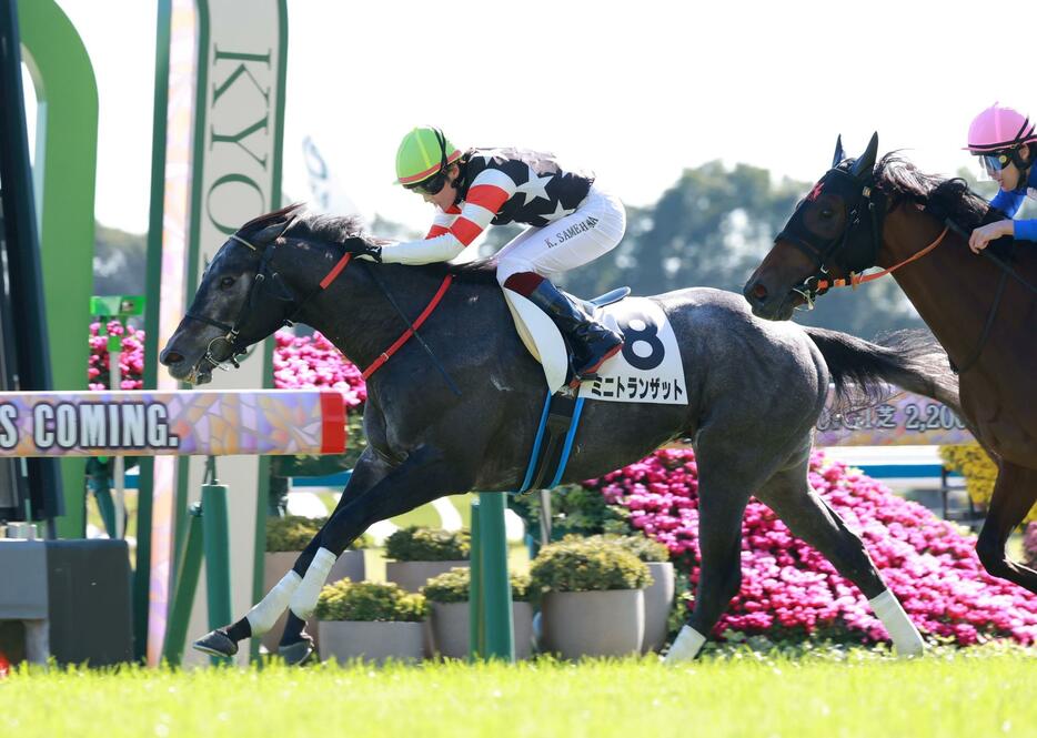 　新馬戦を快勝したミニトランザット（撮影・石湯恒介）