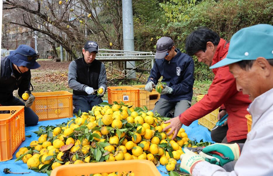 収穫したユズの実から枝葉を取る八幡屋礒五郎の社員（左の3人）ら