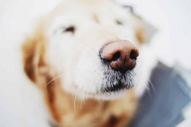 犬の鼻のシワは1頭1頭違う？（画像はイメージ）