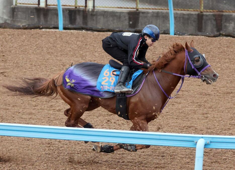 ラストで脚を伸ばしたウインカーネリアン＝美浦トレセン（撮影・塩浦孝明）