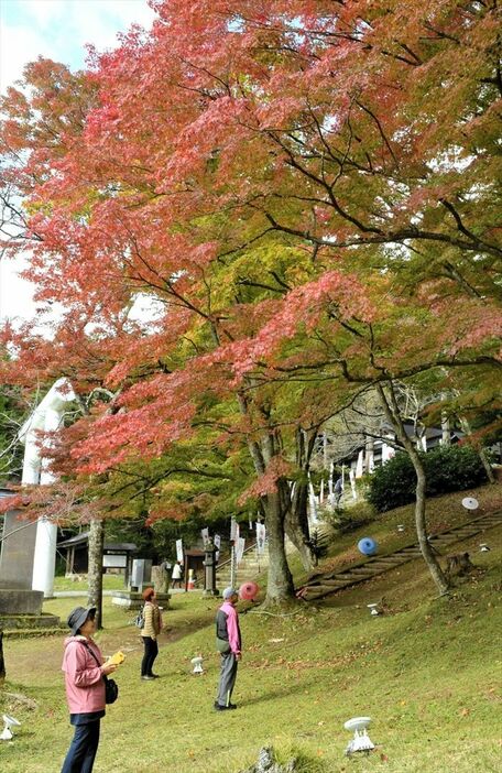 土津神社を赤く彩ったイロハモミジ＝８日午前