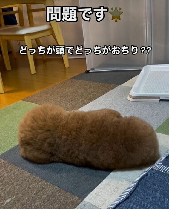 飼い主さんに背中を向けて眠るパルくん　どっちが頭でどっちがお尻？