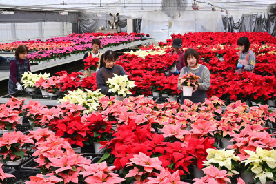 クリスマスを前に、鮮やかに色づいたポインセチア＝２８日、花巻市高木・岩手園芸