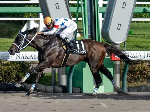 浦和記念に出走予定のアウトレンジ(撮影：下野雄規)