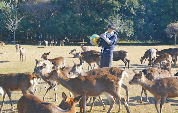 奈良ならではの期間限定プラン