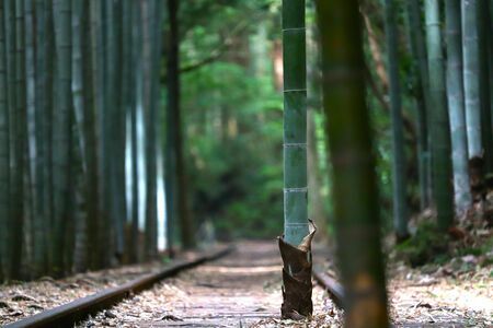 フォトジェニックな場所も多い旧国鉄倉吉線廃線跡（写真提供：一般社団法人・倉吉観光MICE協会）