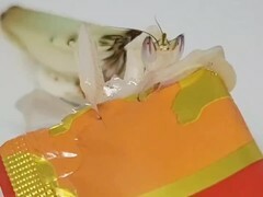 カマキリが食べているのは……