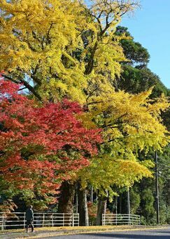 気温が下がって急に色づいたイチョウやモミジ＝佐賀市富士町の白石神社