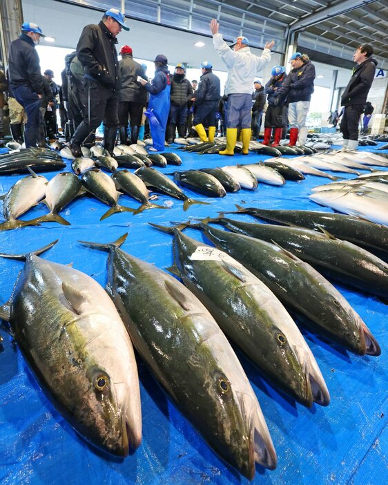 寒ぶり宣言が出され、ずらりと並んだブリ＝２０日午前７時、氷見市の氷見魚市場