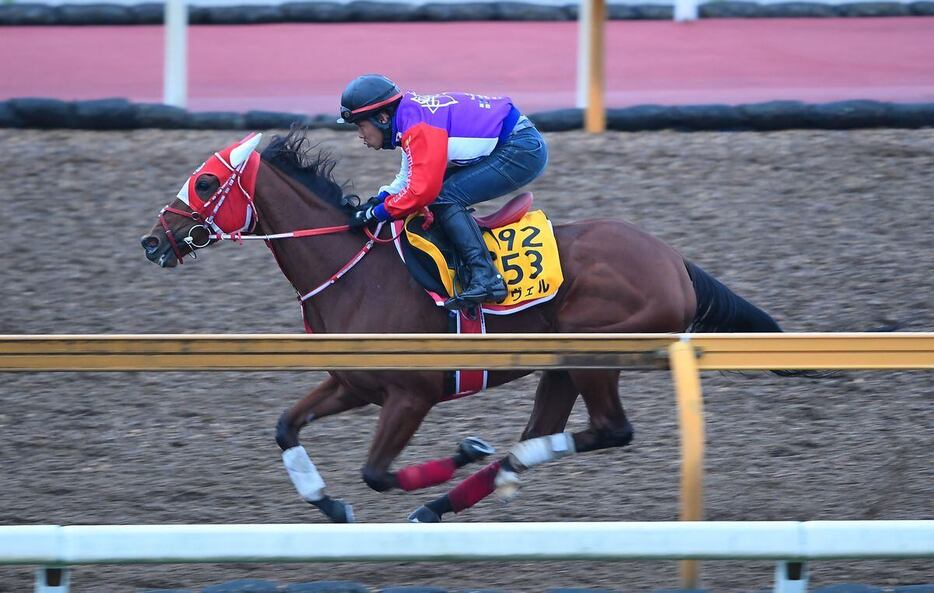 ラヴェル＝栗東トレセン（撮影・岩川晋也）